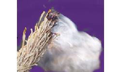Aura & Space Clearing Herbs & Accessories Image